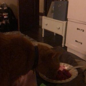 Meet your Posher, Jake